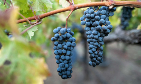 Kết hợp rượu vang Cabernet Sauvignon với món ăn gì?