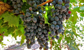 Montepulciano – Giống nho đỏ nổi tiếng nước Ý